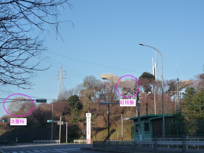 幸田文化公園0329